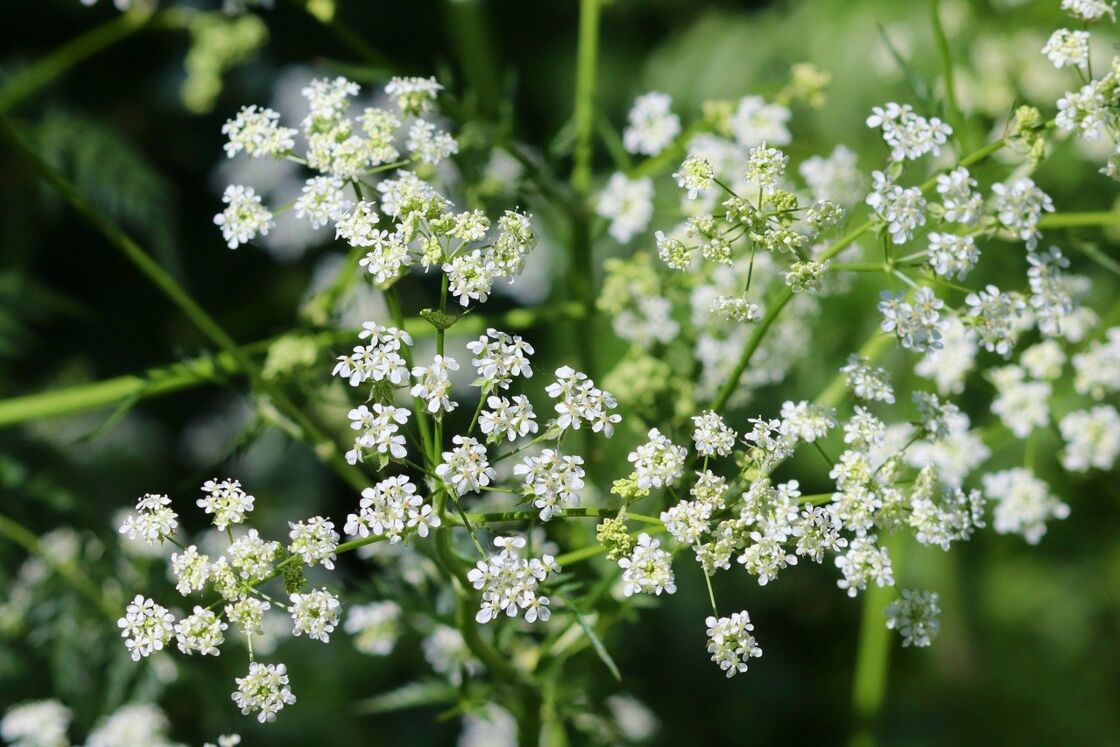 Basilic, Origan...des Herbes Pour Nos Menus : Femme Actuelle Le Mag