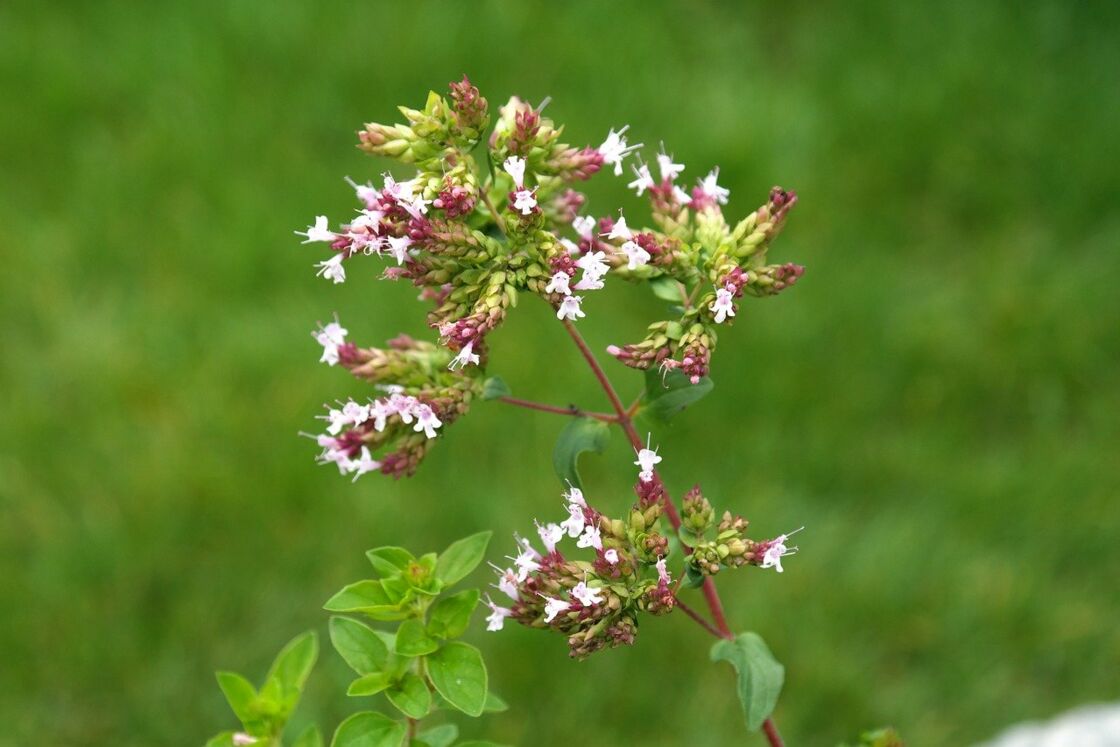 Basilic, Origan...des Herbes Pour Nos Menus : Femme Actuelle Le Mag