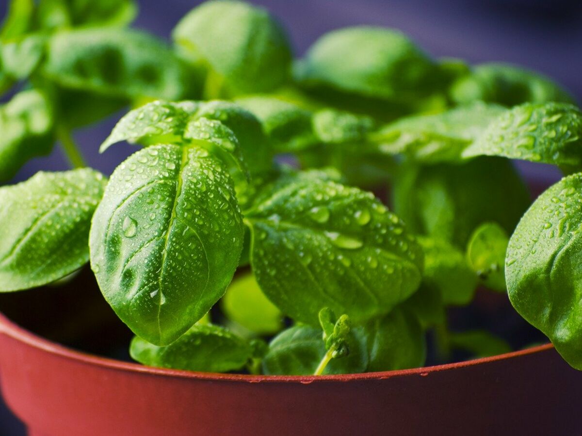 Basilic, Origan...des Herbes Pour Nos Menus : Femme Actuelle Le Mag