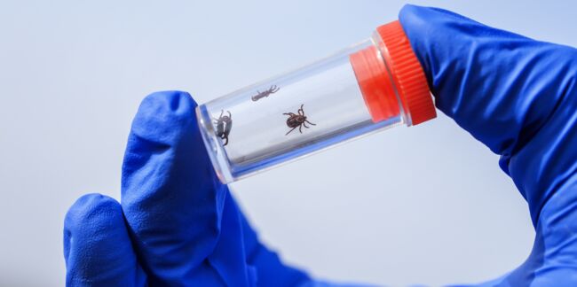 Maladie de Lyme : bientôt un vaccin contre l’infection transmise par les tiques ?
