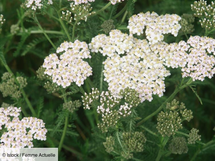 Achillée millefeuille : les vertus santé de cette plante et comment les ...