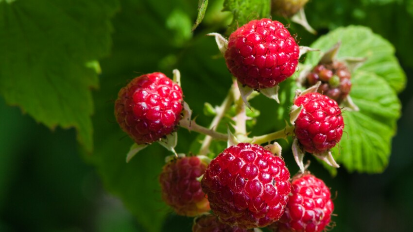 Quels sont les bienfaits de la framboise ?