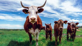 Les Vaches Au Secours De La Planete Femme Actuelle Le Mag