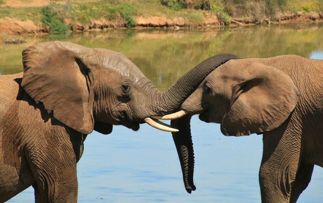 Tout savoir sur l'éléphant d'Afrique : Femme Actuelle Le MAG