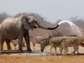 Tout savoir sur l'éléphant d'Afrique