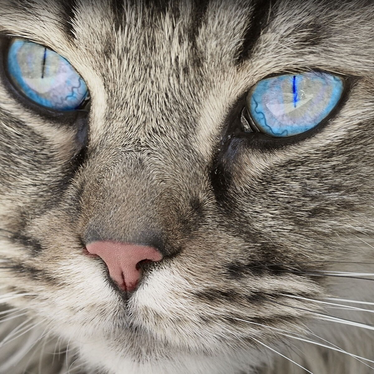 Decouvrez Ces Lieux Qui Portent Un Nom De Chat Femme Actuelle Le Mag