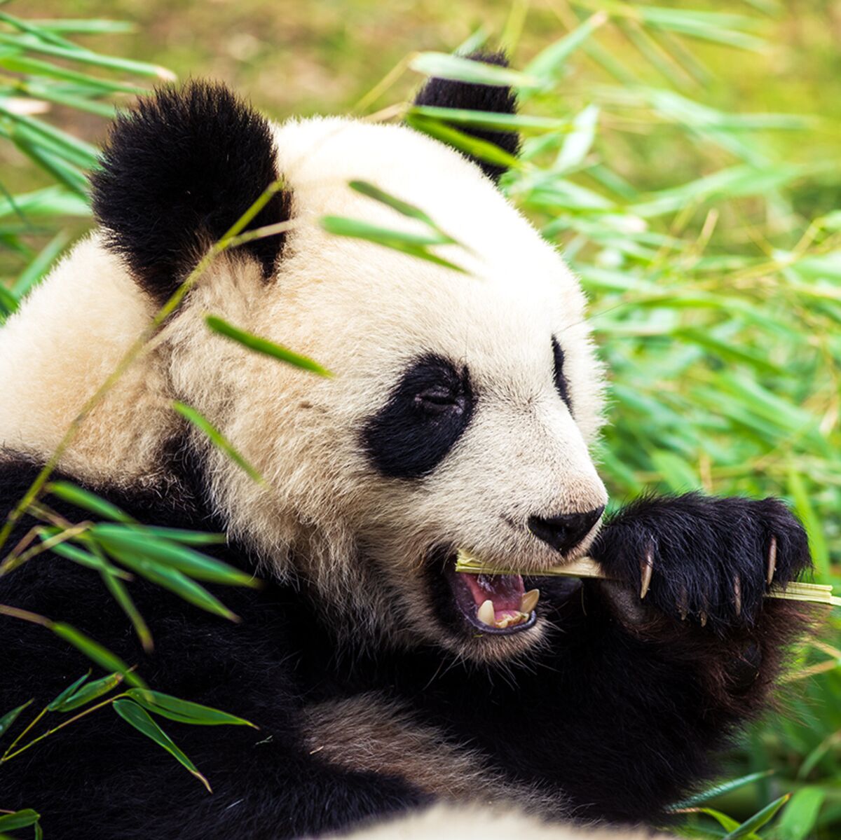 Le Panda Geant Une Espece Menacee Femme Actuelle Le Mag