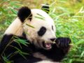 Le panda géant, une espèce menacée