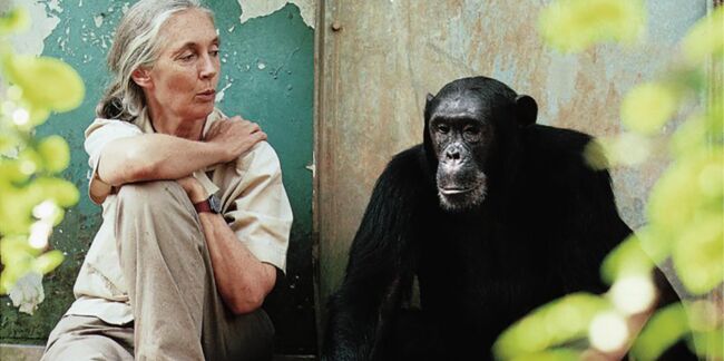 Jane Goodall : sa vie pour les chimpanzés