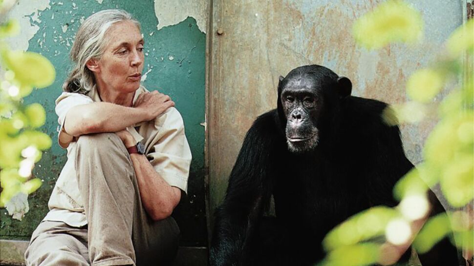 Jane Goodall : sa vie pour les chimpanzés
