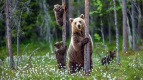 Video Trop Mignon Le Petit Ours Polaire Dernier Ne Du Zoo De Berlin Femme Actuelle Le Mag