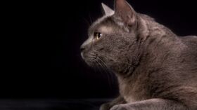 Olive Le Chat Mascotte De Bercy Est Mort Les Employes Du Ministere Partagent Leur Tristesse Femme Actuelle Le Mag