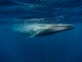 La baleine bleue, une espèce en danger