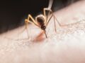 Moustiques : pourquoi leurs piqûres démangent-elles ?