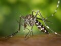 Zika, dengue, West Nile : 5 maladies qui arrivent en France à cause des moustiques