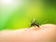 Zika : transmission, symptômes et traitements de ce virus transmis par le moustique tigre