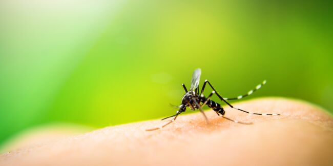 Zika : transmission, symptômes et traitements de ce virus transmis par le moustique tigre