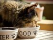 L' alimentation du chat : comment bien le nourrir