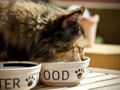 L' alimentation du chat : comment bien le nourrir