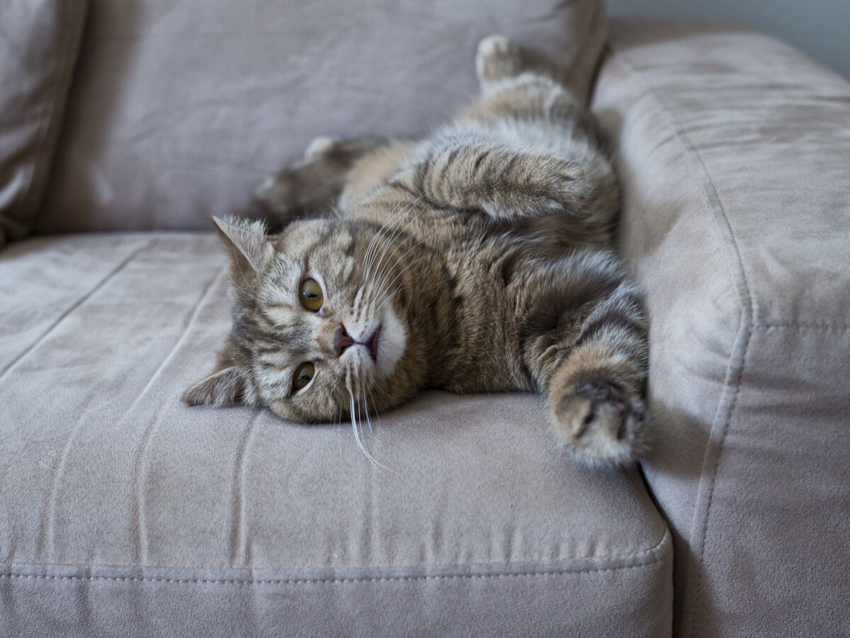 Chat Son Home Sweet Home De A A Z Femme Actuelle Le Mag