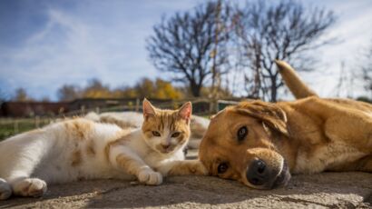 Chien ou chat qui pousse la tête contre le mur : un signe d'alerte pour le  maître ! - Actualité - Chien - Santévet