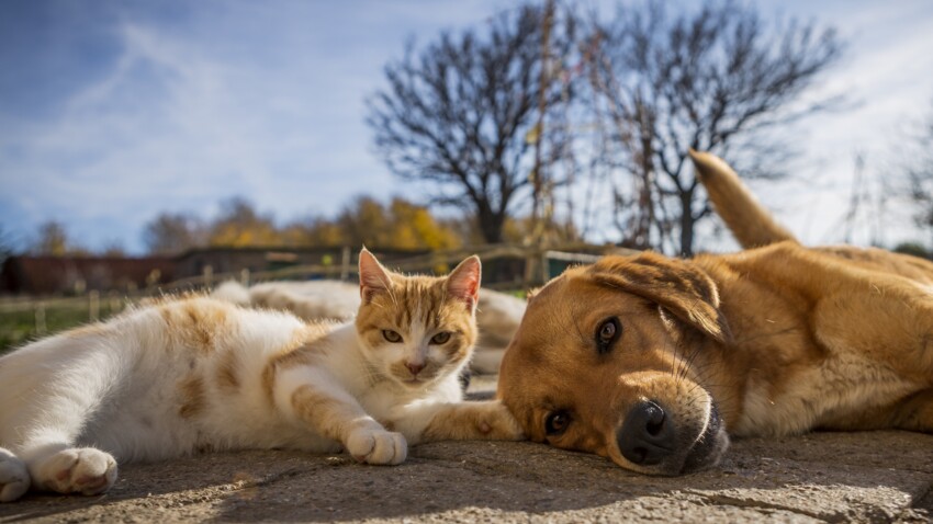 Pet Parents Le Match Chien Chat Femme Actuelle Le Mag