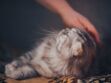 7 méthodes naturelles pour prendre soin de votre chat