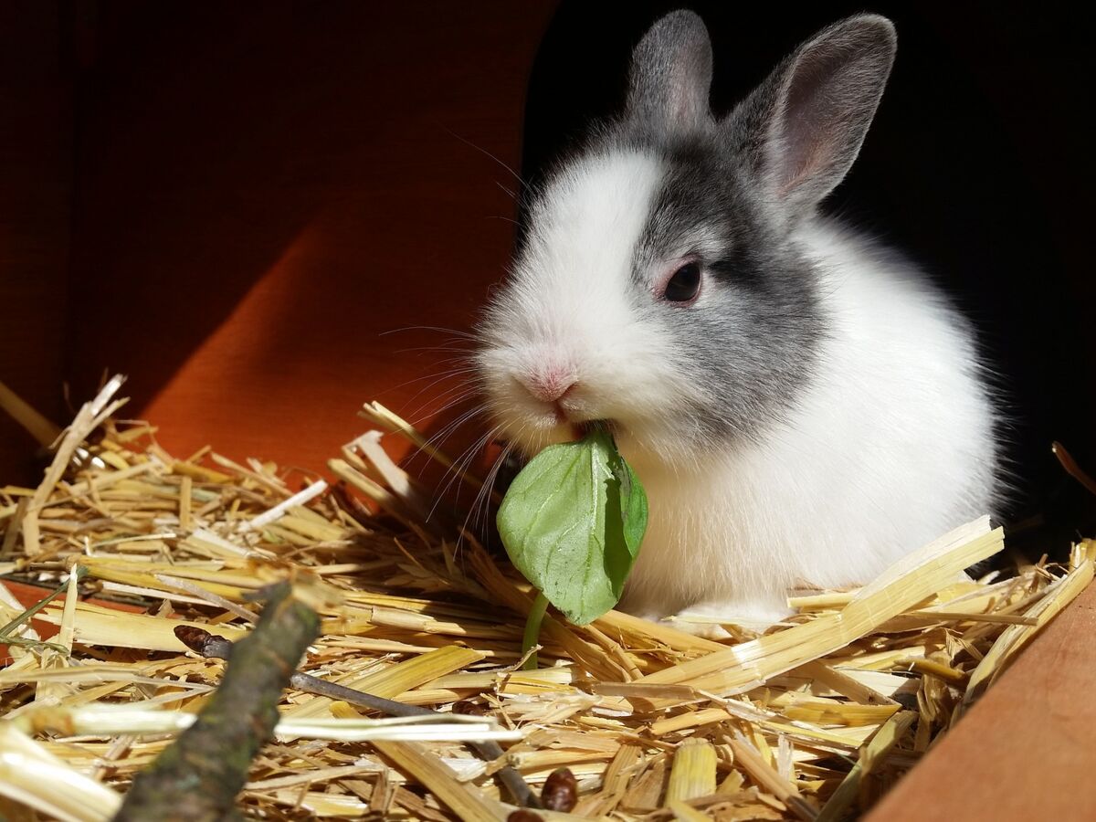 Les lapins ont-ils besoin de granulés dans leur alimentation quotidienne ?  - Planéte Lapin