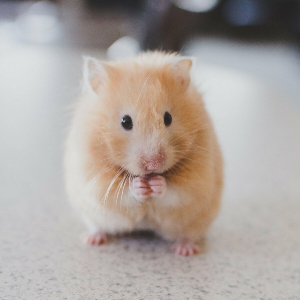 Découvrez les aliments préférés des hamsters