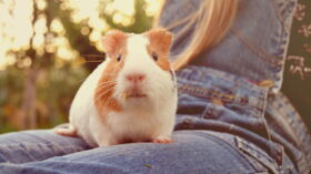 10 Idees Recues Sur Le Cochon D Inde Femme Actuelle Le Mag