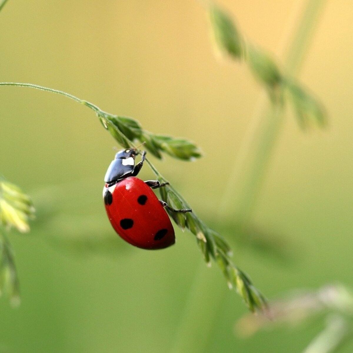 Coccinelle libellule luciole tout ce qu il faut savoir sur les