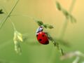 Coccinelle, libellule, luciole...tout ce qu'il faut savoir sur les petits insectes de l'été