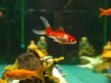 Poissons d'aquarium, des alliés anti-stress