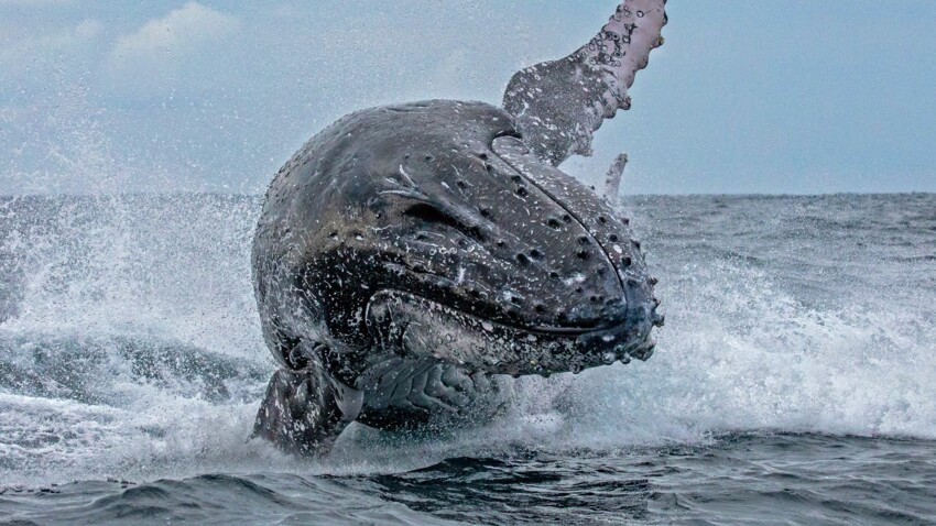 Video Avalees Par Une Baleine Les Images Hallucinantes De La Mesaventure De Deux Kayakistes Femme Actuelle Le Mag