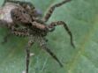 Confiné avec une araignée géante, un couple lance un appel à l’aide 