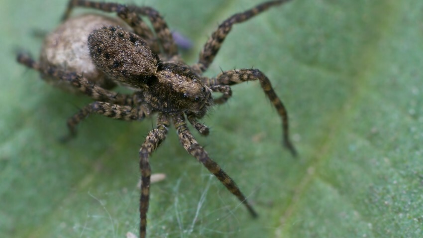 Confine Avec Une Araignee Geante Un Couple Lance Un Appel A L Aide Femme Actuelle Le Mag