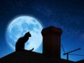 Superstition : zoom sur le chat noir