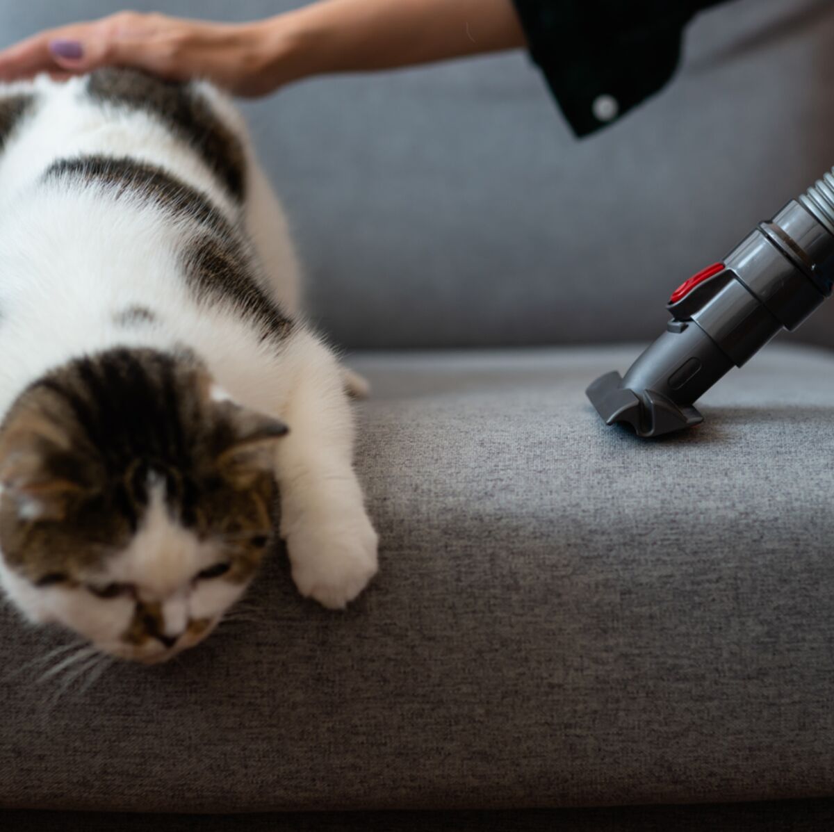 Des astuces anti poils de chats - Absolument Chats