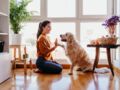 Reconfinement : 10 activités à faire en intérieur avec son chien