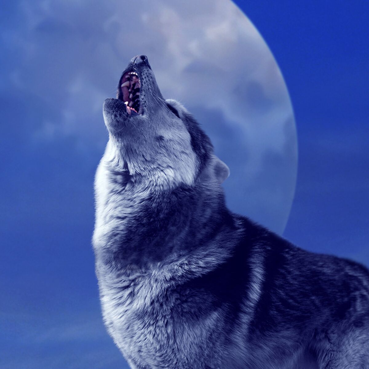 [Jeu] - Une image, un mot Le-loup-animal-mythique-ou-effrayant-predateur