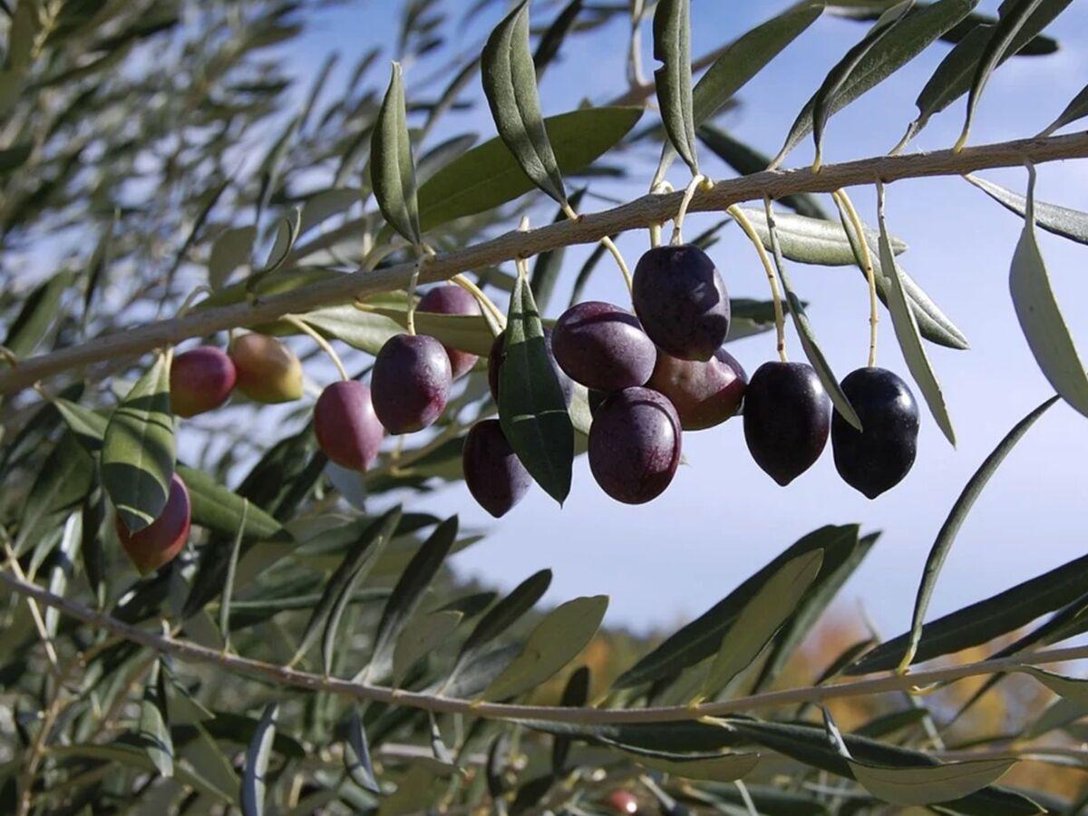 Zoom sur l'olive noire de Nyons