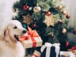 Découvrez combien de Français offrent un cadeau de Noël à leur animal