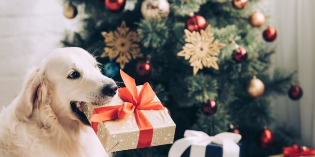 Découvrez combien de Français offrent un cadeau de Noël à leur animal