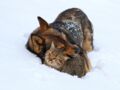 Chiens et chats : les dangers à éviter en hiver 