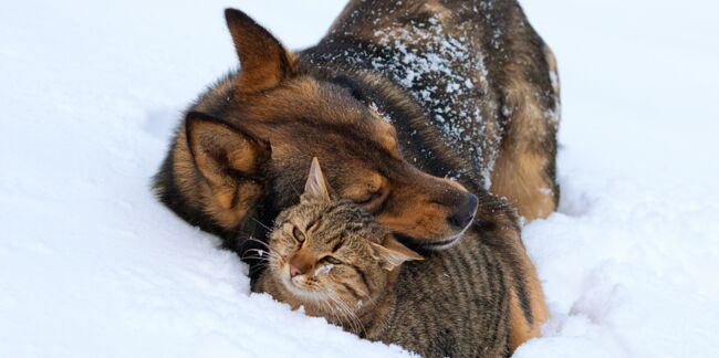 Chiens et chats : les dangers à éviter en hiver 