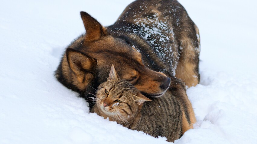 Chiens Et Chats Les Dangers A Eviter En Hiver Femme Actuelle Le Mag