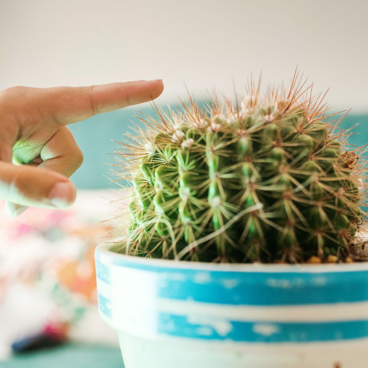 comment-retirer-les-epines-d-un-cactus.jpeg (1200×1200)