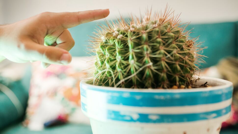 Comment retirer les épines d’un cactus ?