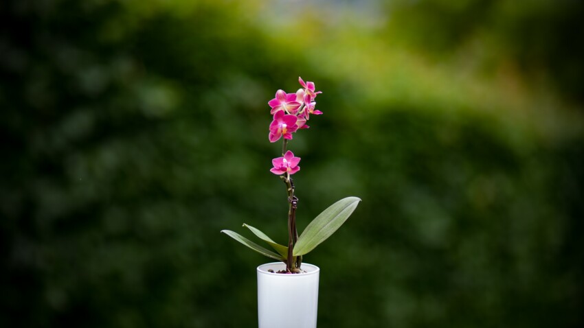 5 objets de la maison à recycler en pots de fleurs
