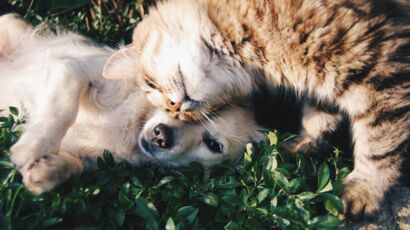 Jeux à gratter : des chiens et chats qui peuvent rapporter gros ! -  actualité - chat - SantéVet